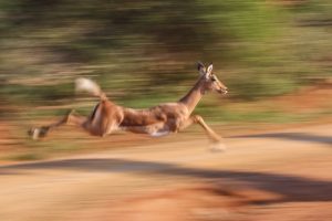 Impala in full sprint
