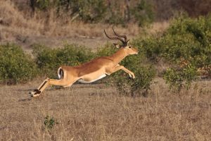 Impala jumping