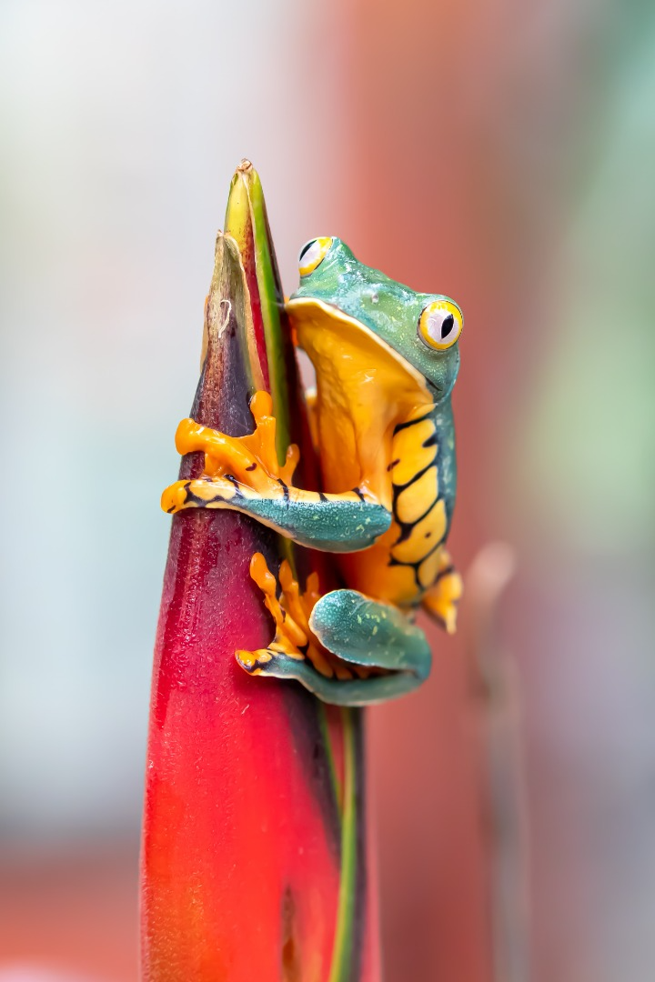 most amazing animals