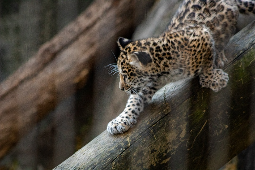 most amazing animals