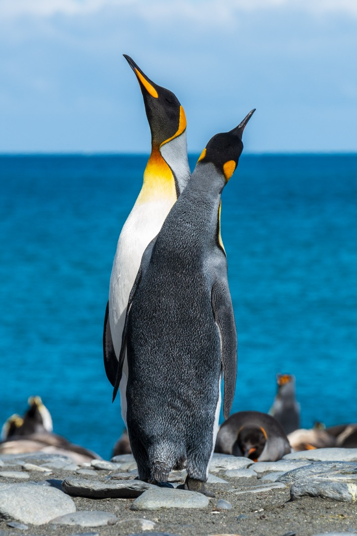 most amazing animals