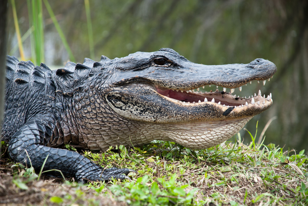 Saltwater Crocodile