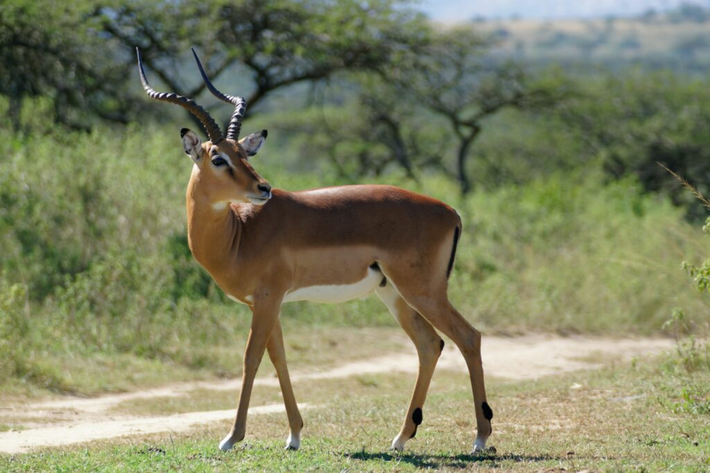 Antelopes