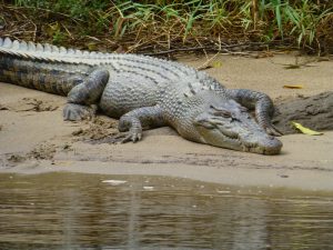 Australian Saltwater Crocodile