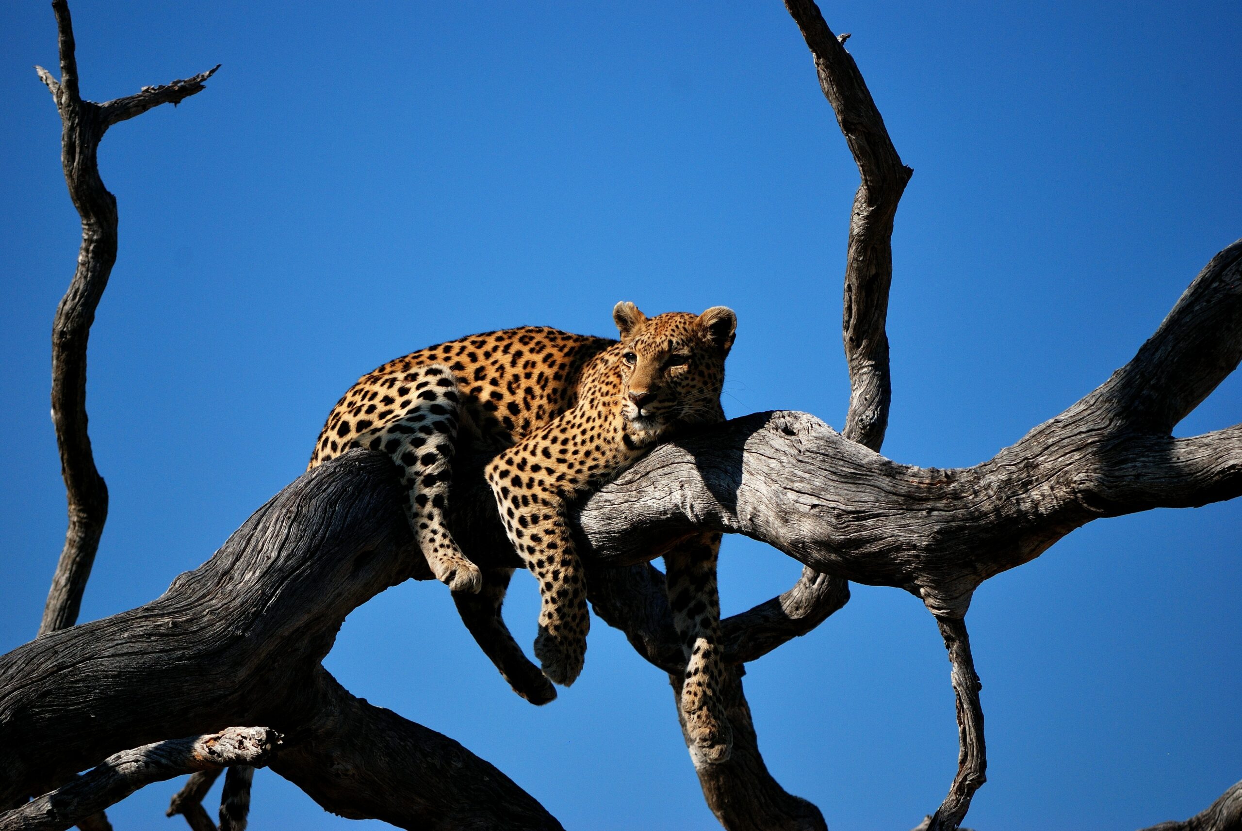 animal-img