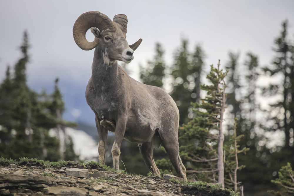 Mountain Goat
