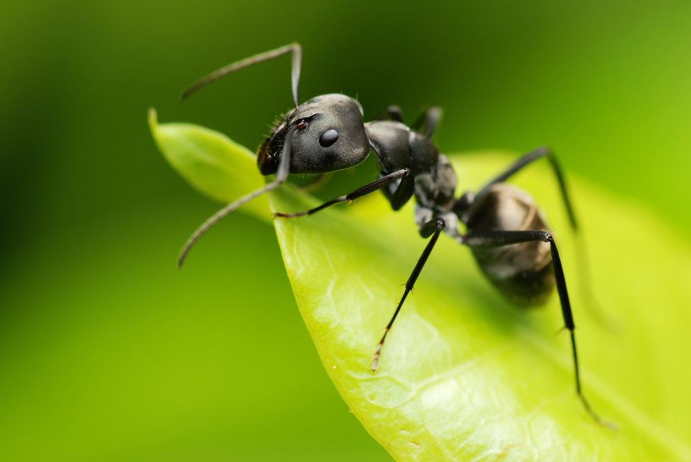 Fire Ant facial view