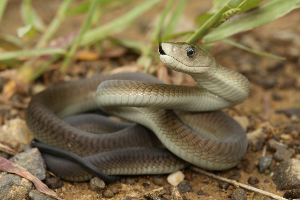Copperhead