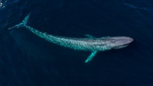 Blue Whale