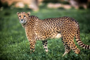 Cheetah body