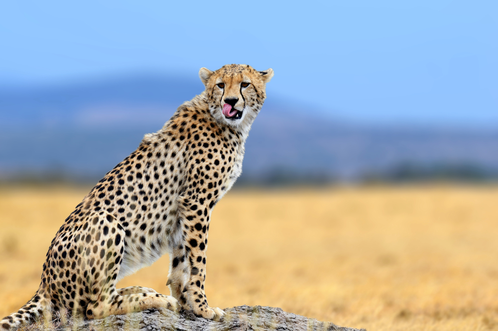 Leopard profile
