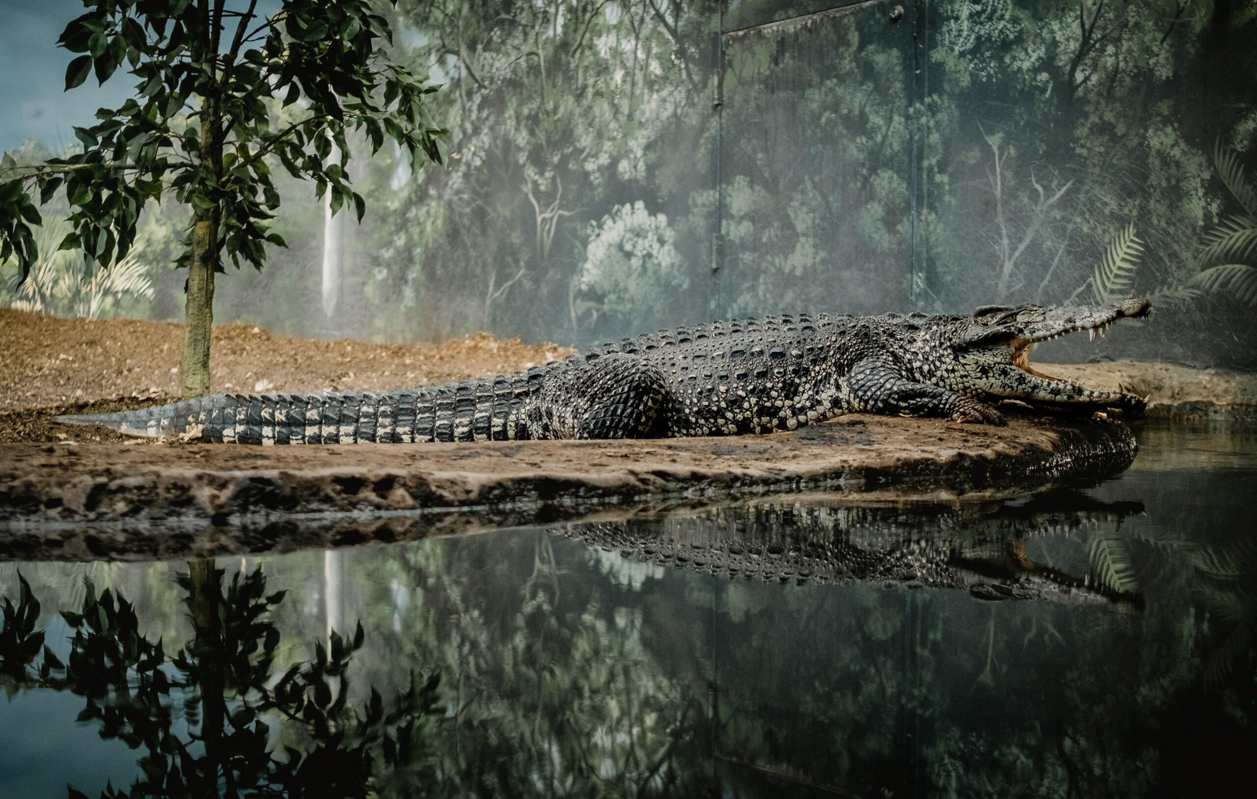 Crocodiles