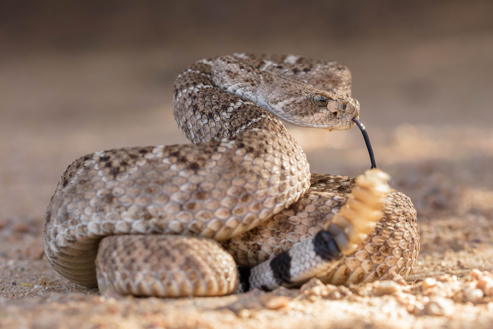 Copperhead