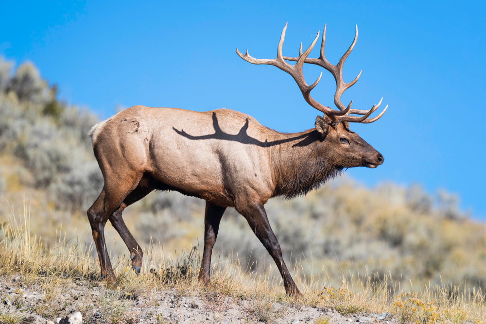 Red Deer