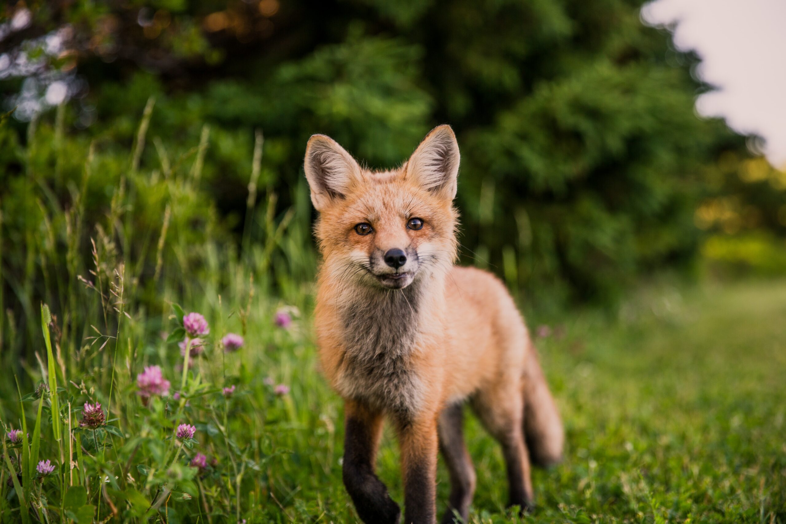 Foxes