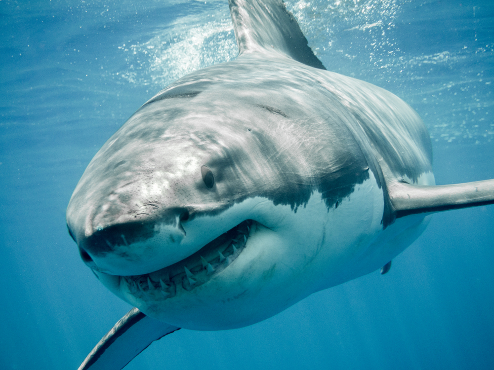 Mouth of a tiger shark