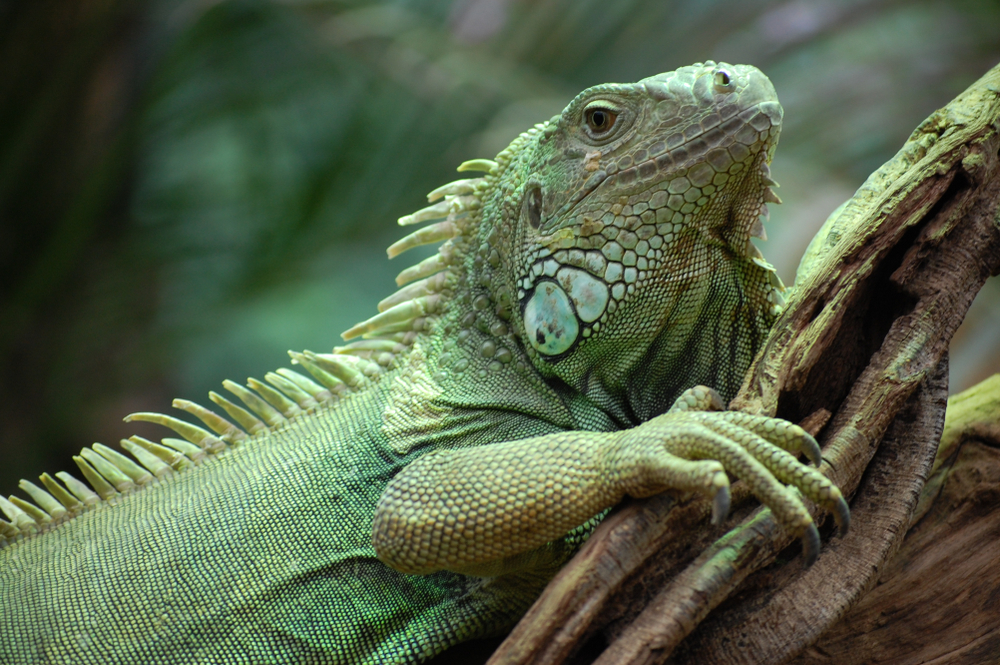 Green Iguana