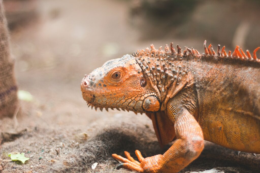 Iguanas