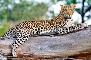 Leopard lounging in a tree