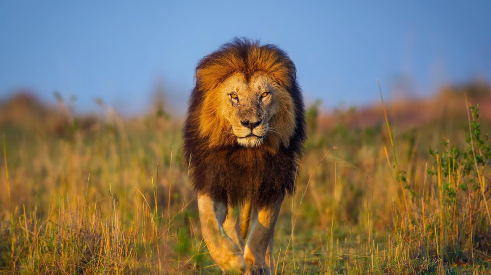 Male lion walking