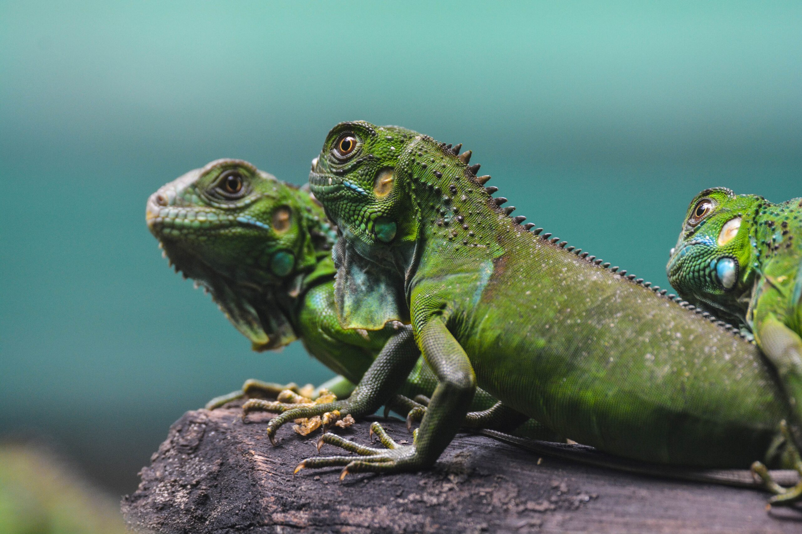 Lizards
