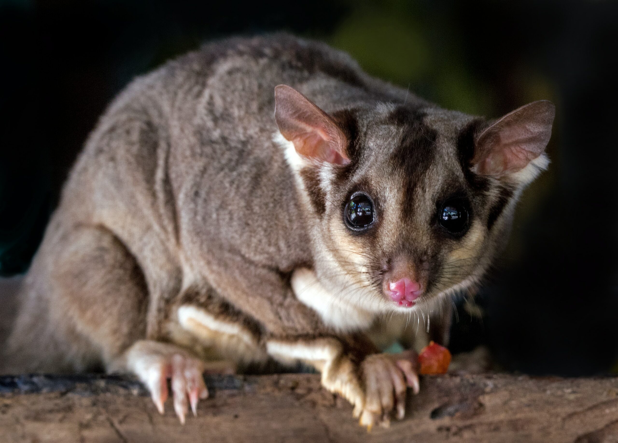 Marsupials
