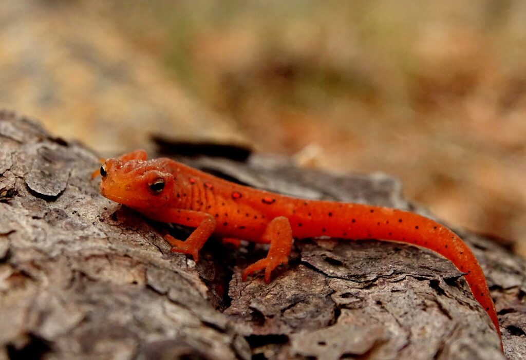 Newts