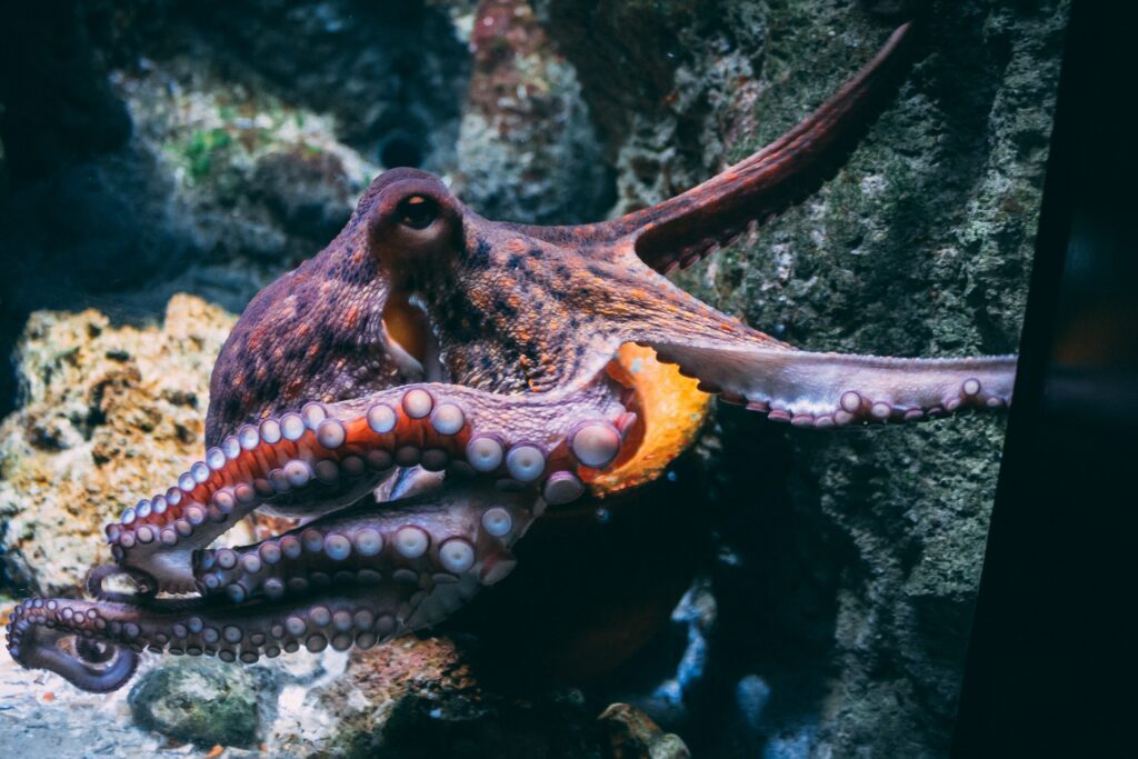 Octopus