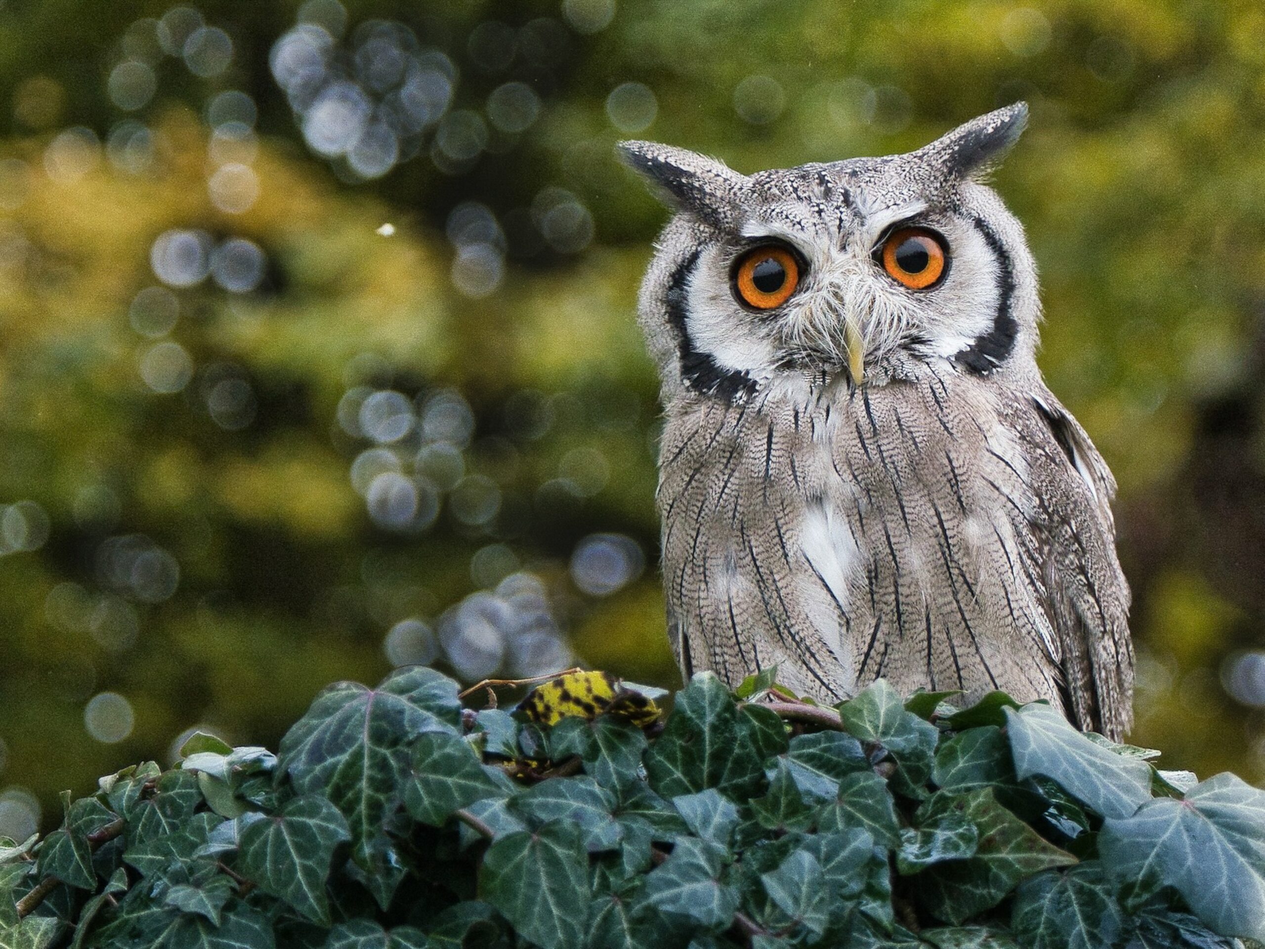 Owls