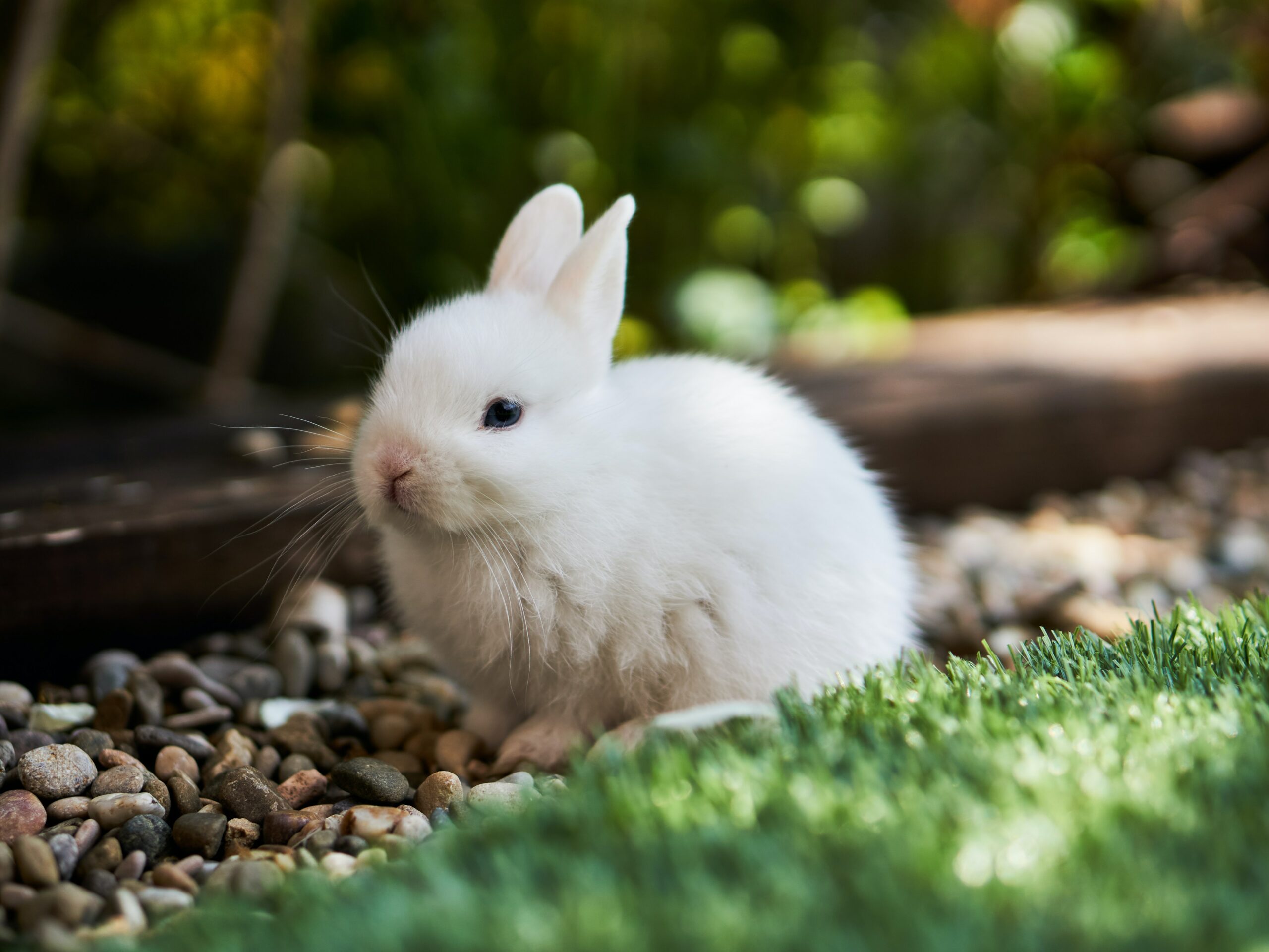 Rabbits