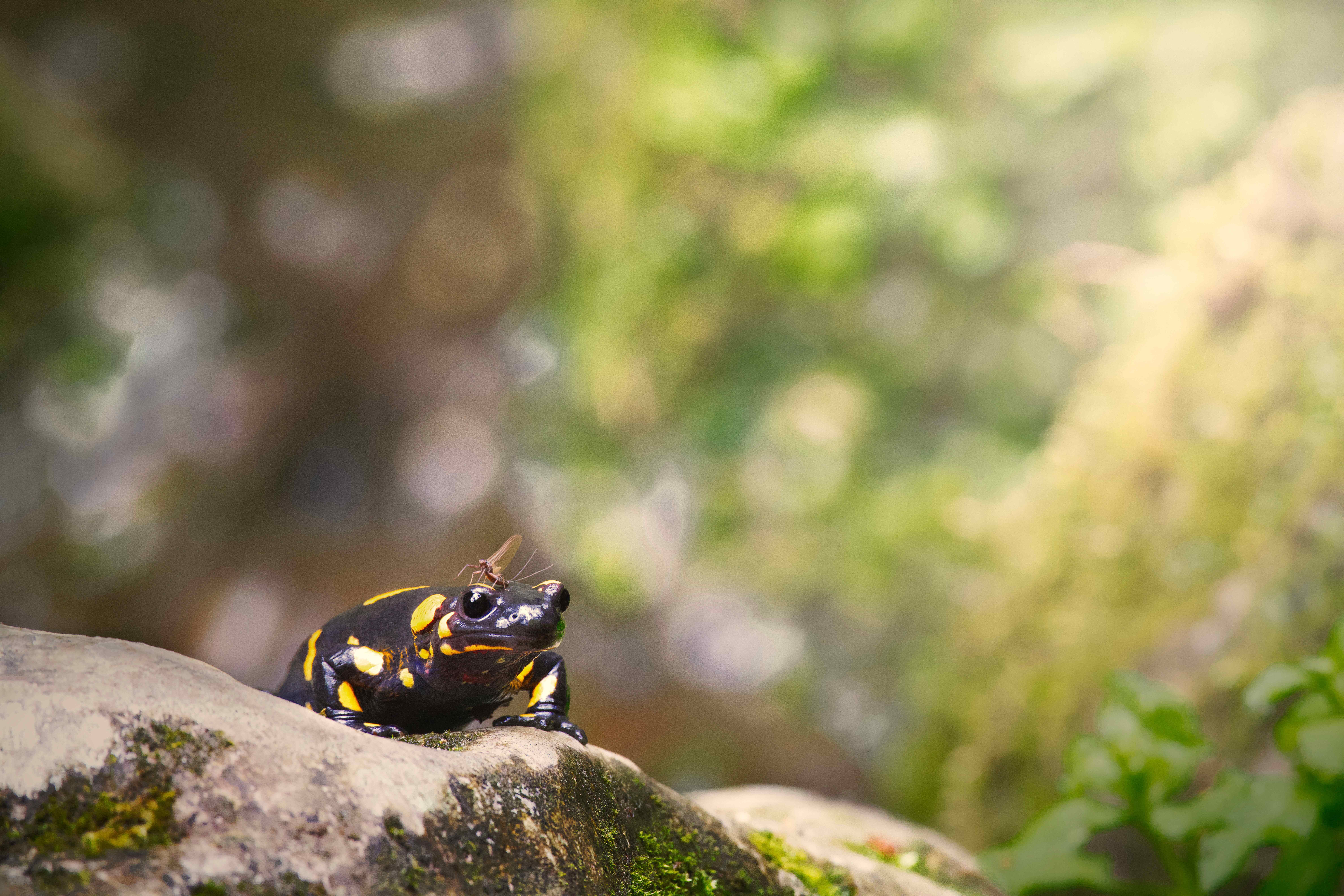 Salamanders