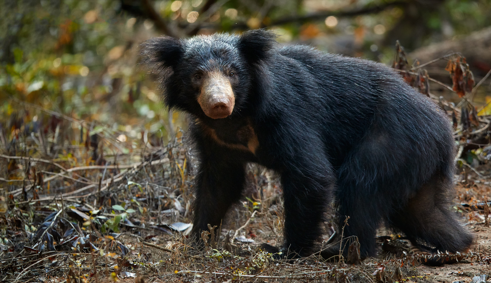 Spectacled Bear