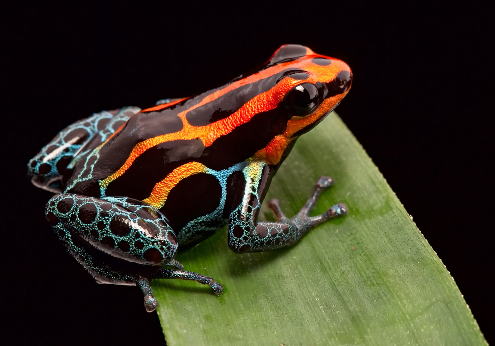 Striped Poison Dart Frog