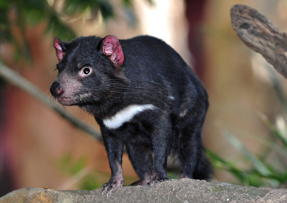 Tasmanian Devil