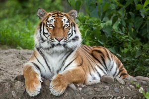 Tiger resting