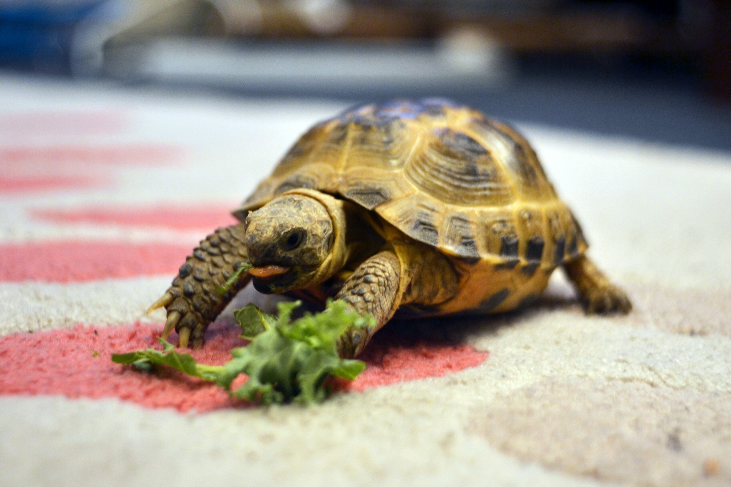 Tortoises