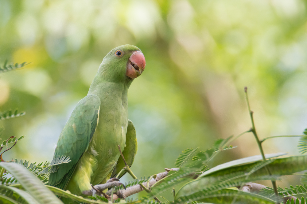 True Green Parrot