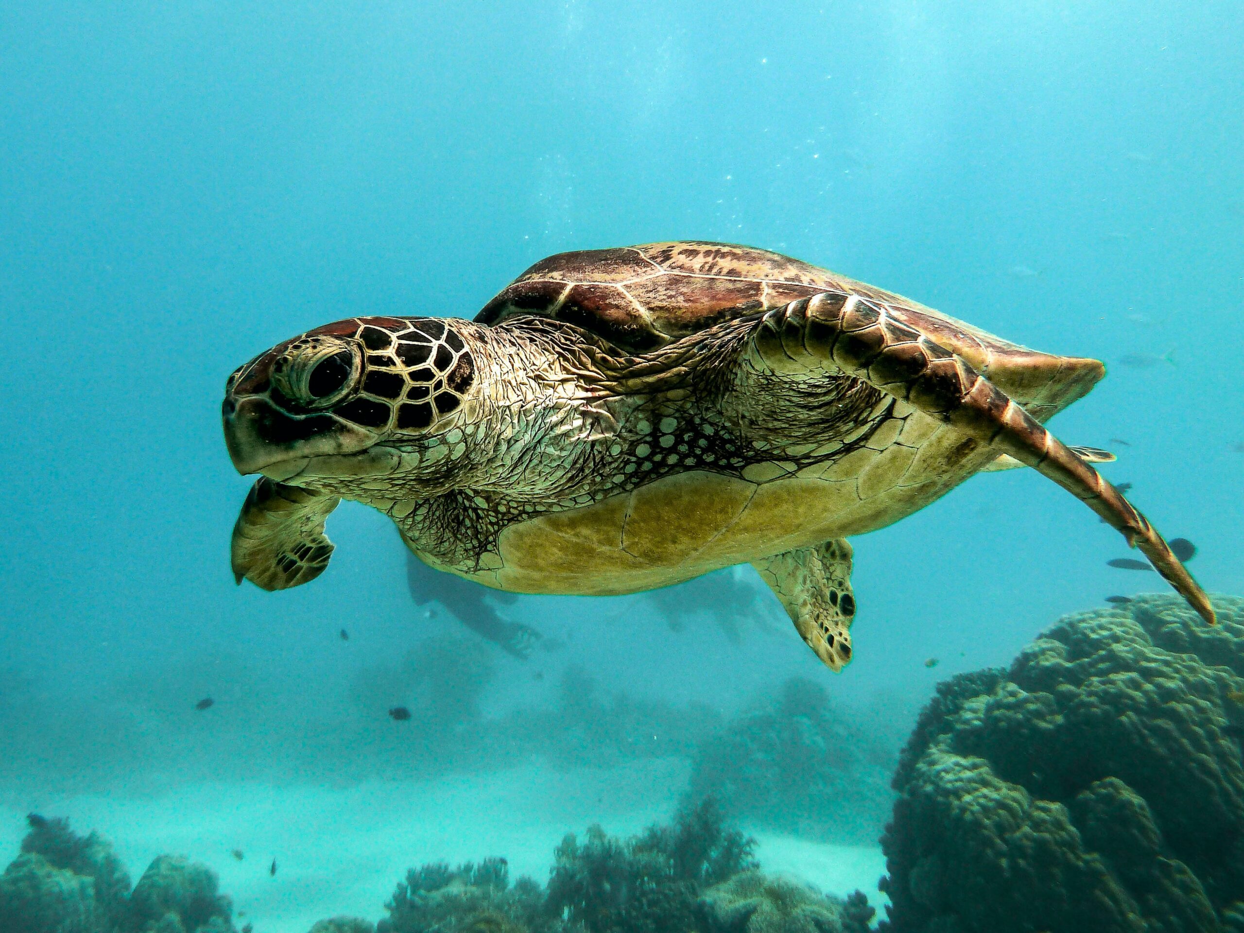 Turtles