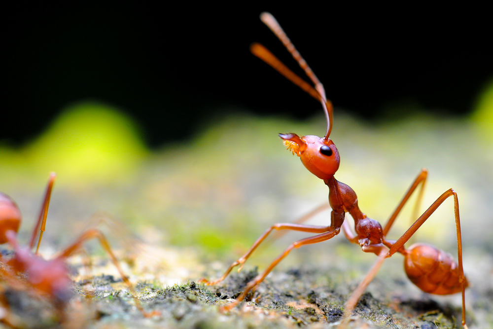 Weaver Ant