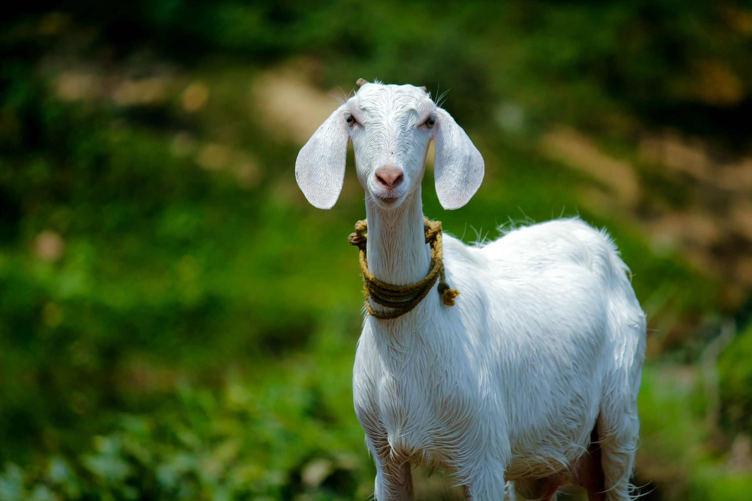 Goats