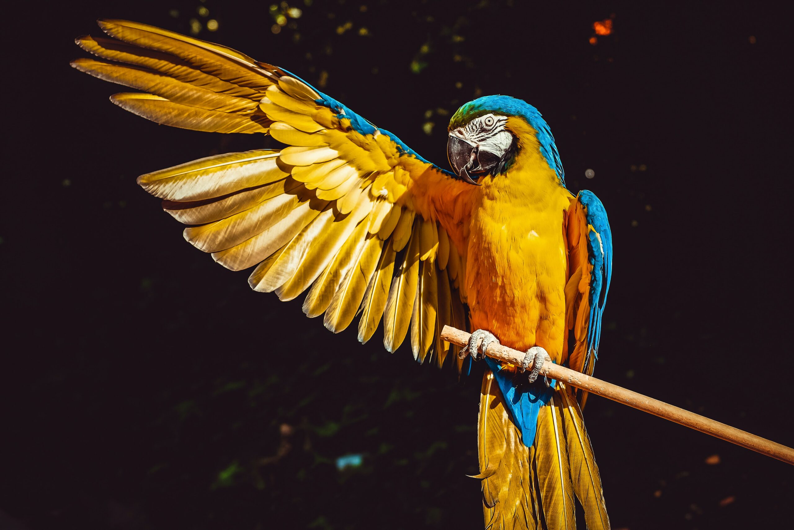 animal-img