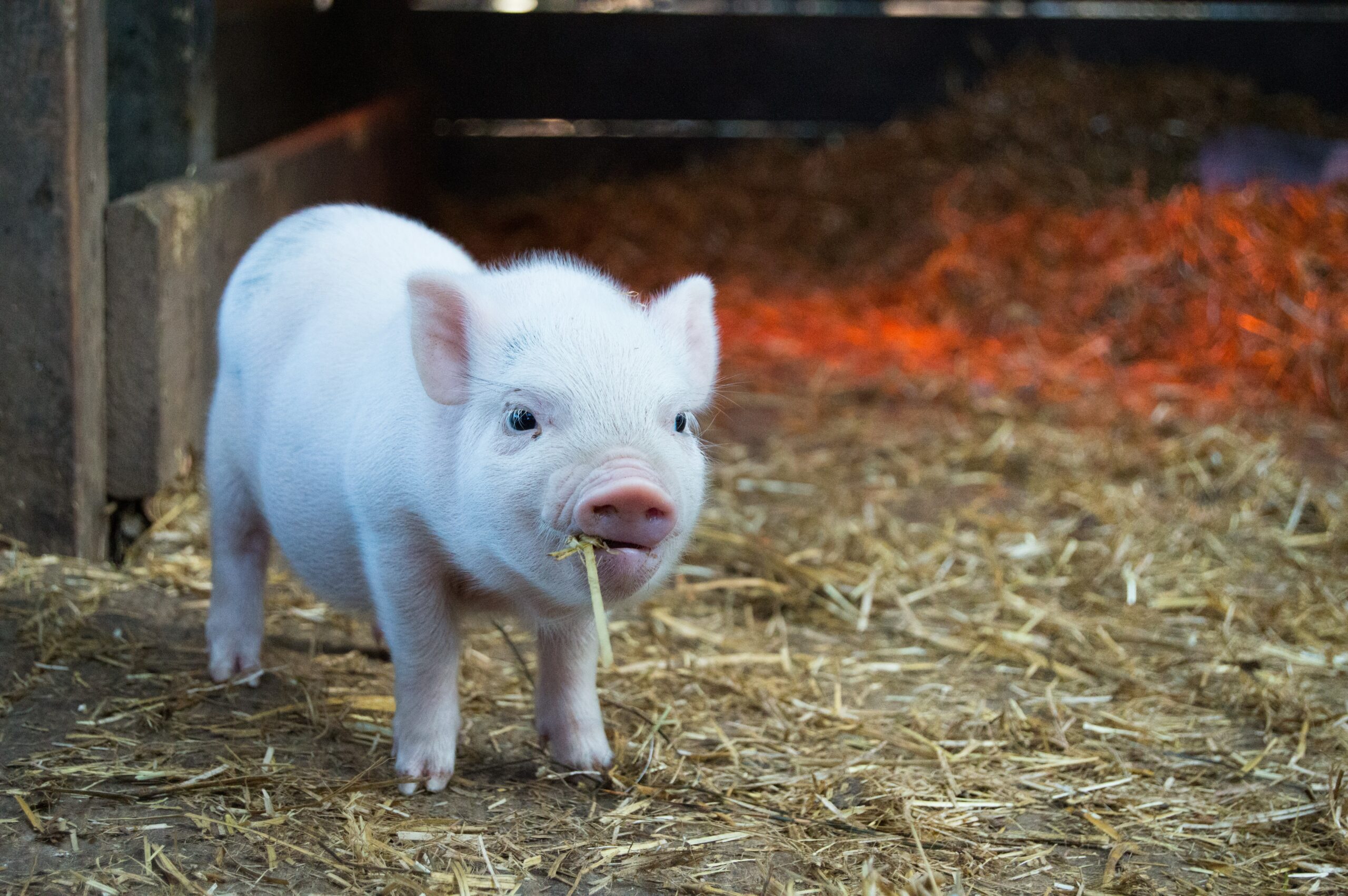 Pigs