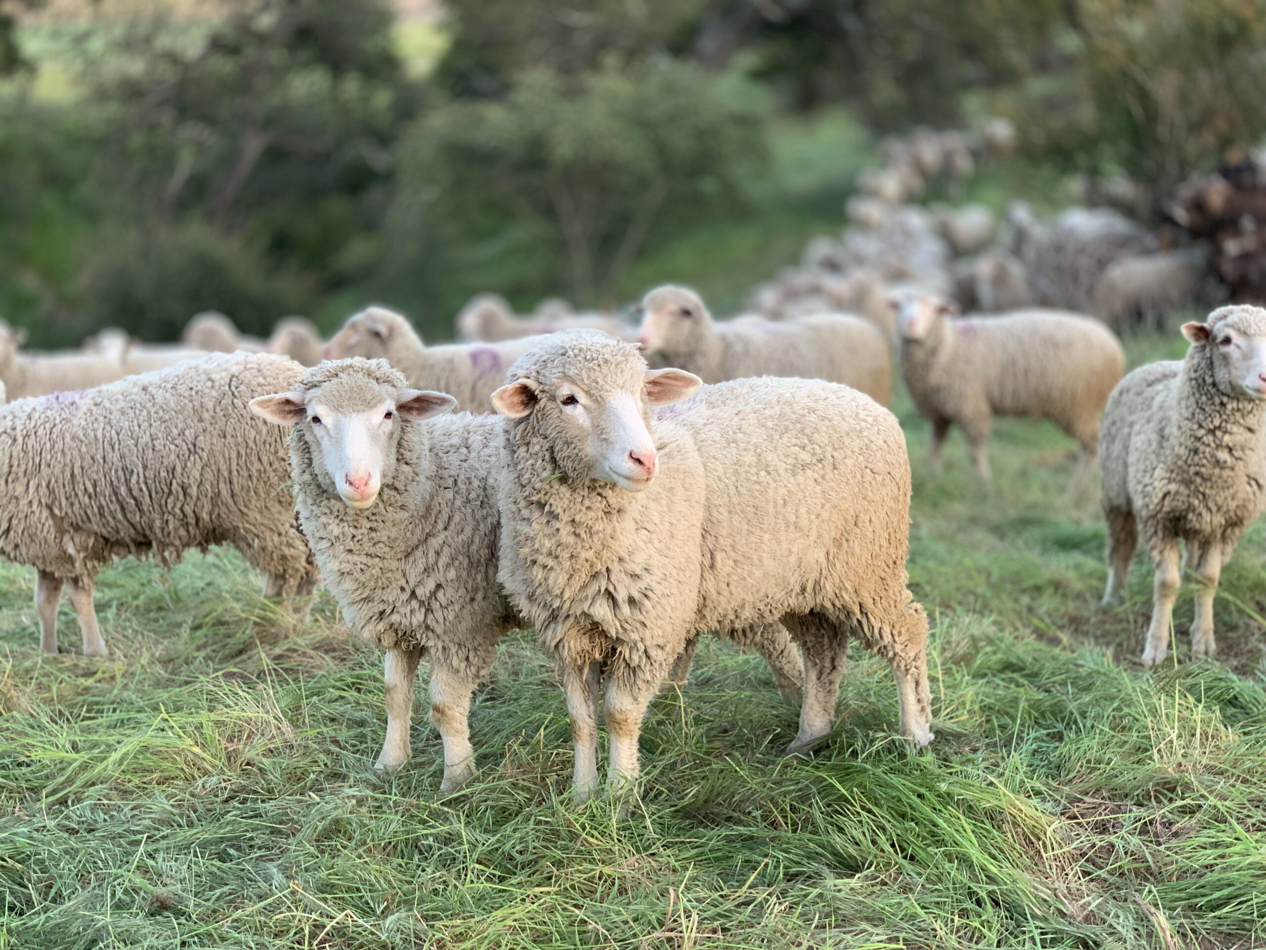 Sheep
