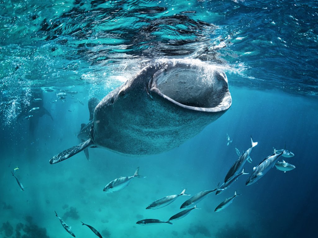 A whale shark eating