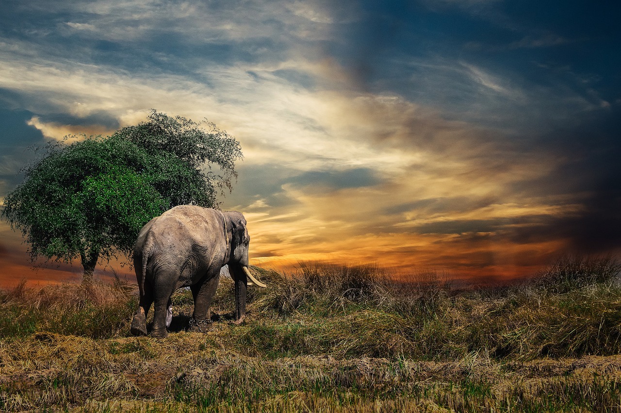 Africa's Big 5