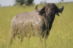 Africa's Big 5 Buffalo