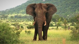 Africa's Big 5 Elephant