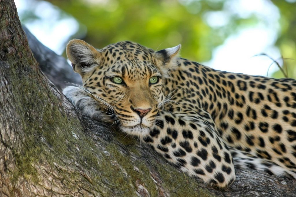 Africa's Big 5 Leopard
