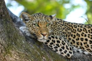 Africa's Big 5 Leopard