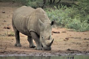 Africa's Big 5 Rhino